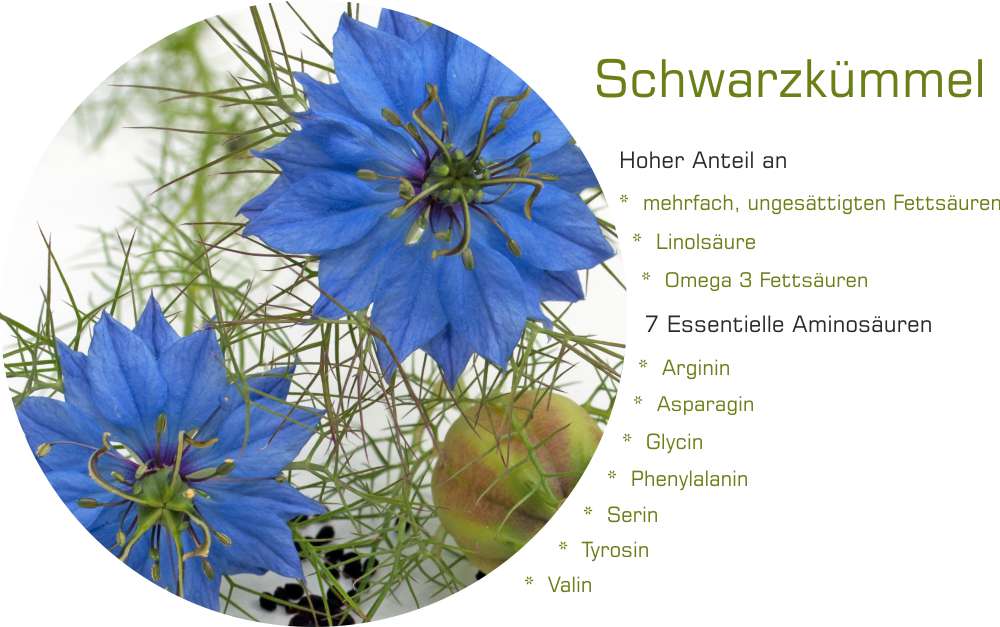 Schwarzkümmel Samen - Nigella sativa - Original ägyptisch